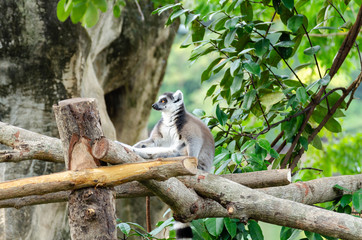 lemur catta in the natural zoo