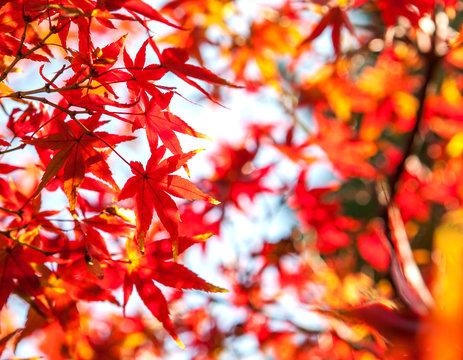 Selective Focus of Maple leaf red in autumn season time on blurred nature background