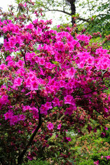 Obraz premium Beautiful blooming pink rhododendron in the garden