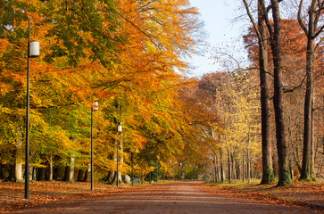 Empty lane in a public park on an autumn morning. Lyon, France.