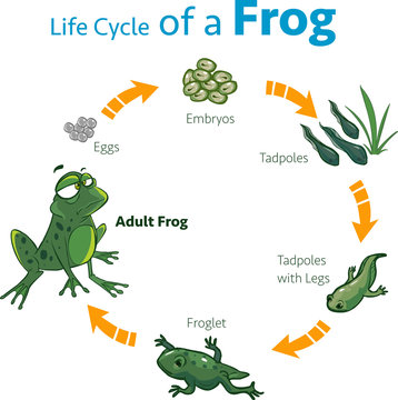  vector illustration of a life cycle of a frog