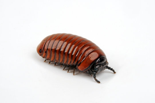 Saftkugler (Glomerida) pill-bug