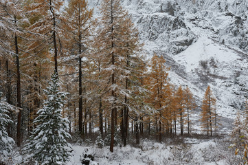 Fototapeta premium Altai mountains