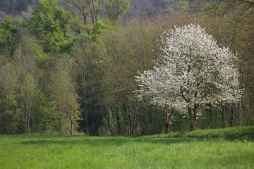 Obraz premium Primavera ai limiti del bosco