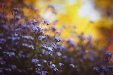 Forget-me-nots