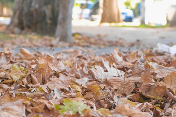 Autumn leaves on the ground in city sidewalk with walking people.