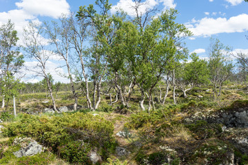 Fjellbirken im Dovrefjell