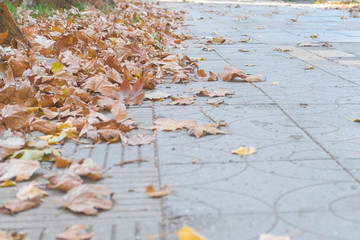 Autumn leaves on the ground in city sidewalk.