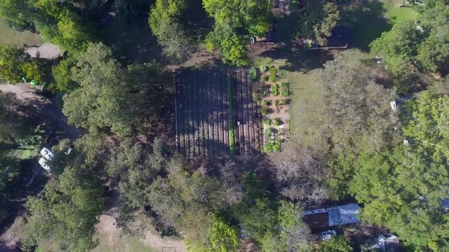 AERIAL: Slow birds eye decent onto a farm in Austin, Texas where a worker spreads dirt onto rows of greenery.