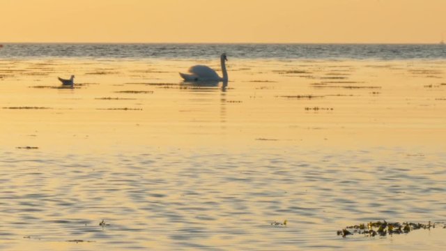 A is swan swimming at the beach in Malm&radic;&part;, Sweden, during golden hour.