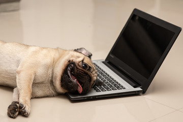 Dog Pug breed lying on computer laptop feeling so tried and lazy for work,Animal Dog and Business...