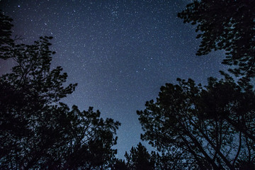 Fototapeta premium The bright starry sky in the night forest
