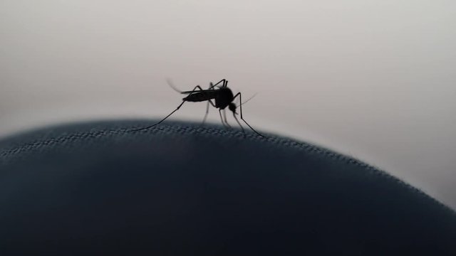 Macro of mosquito (Aedes aegypti) sucking blood close up on the human skin. Mosquito is carrier of Malaria, Encephalitis, Dengue and Zika virus, Silhouette style