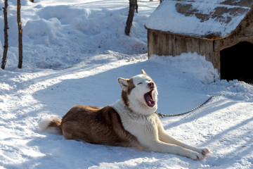 Siberian Husky dog resting in the shelter with snow around Mar 2018. © minghaiyang