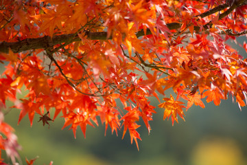 もみじ　紅葉