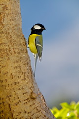 Fototapeta premium Cinciallegra