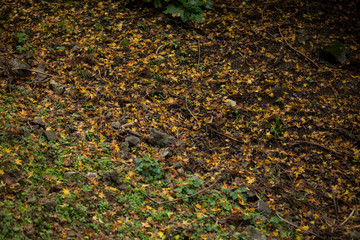 もみじ　落ち葉