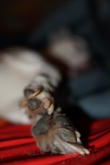 Jack Russell dog sleeping