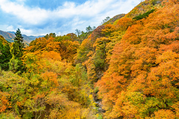 Obraz premium 鮮やかに紅葉した山