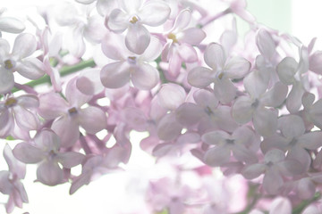 Gentle flowers of turning gray close up.