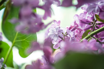 Gentle flowers of turning gray close up.
