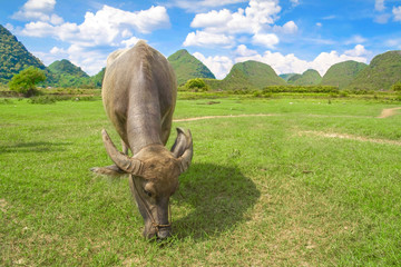 Water buffalo eating grass. Rural tourism and beautiful landscape in Yangshuo, Guangxi, China. The...