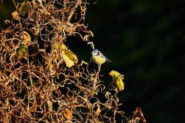 Blue Tit