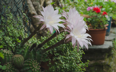 Three newly flowered cactus flowers.