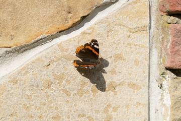 butterfly on the wall