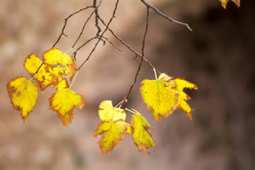 autumn leaves on tree