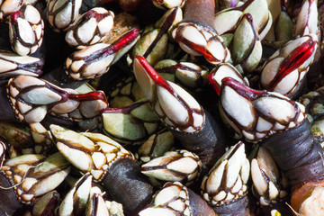 A close-up of freshly catched barnacles / percebes. The red tips ontrasting with the rest.