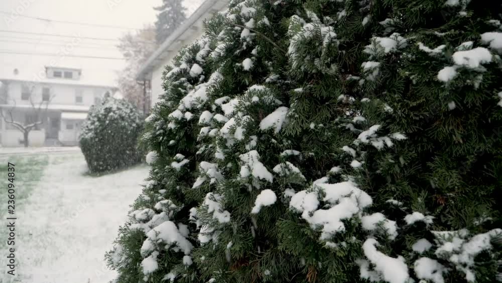 Poster snow falling on a pine tree in slow motion