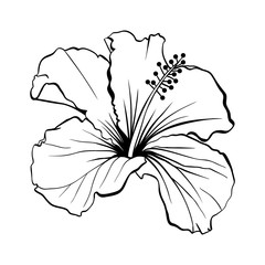 Hawaiian Hibiscus Laser Cut Vector. Fragrance Outline Flower. Mallow Chenese Rose. Black and White Flora. Isolated Botany Plant with Petals. Tropical Karkade or Bissap Herbal Tea, Crimson Blossom - obrazy, fototapety, plakaty