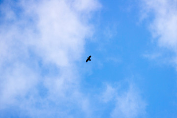 Light white cirrus clouds covering the large surface of the sky and one bird.
