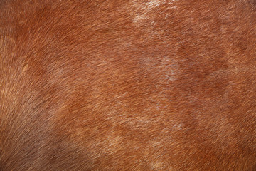 Animal skin photo and background