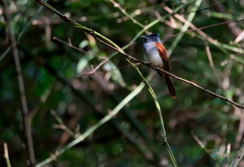 Female Indian Paradise flycatcher perching in the forest , Thailand