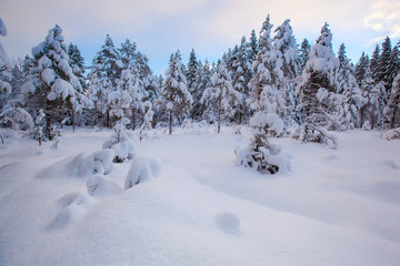 Fototapeta na wymiar beautiful winter landscape snow tree
