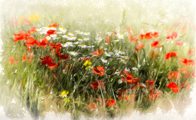 Poppy field, abstract image of wild flowers in a field in summer, watercolour look. - 236095671