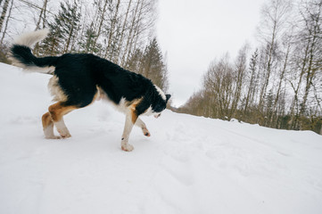 Dog playing in snow on frosty clear day