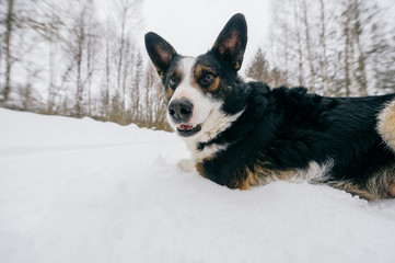 Dog lying in snow on forest trail