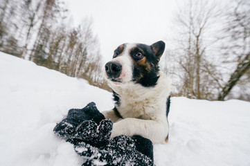 Dog playing with glove of master in the snow