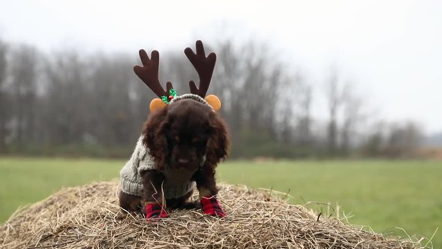English Cocker Spaniel in Rudolph the Red-Nosed Reindeer dress sitting on top of haystack outside lip licking