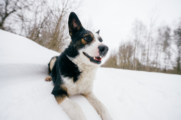 Dog lying in snow on forest trail