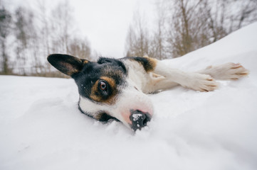 Dog medium breed lying on its side in snow in open air