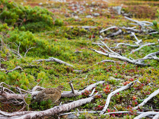 ライチョウの幼鳥と草紅葉