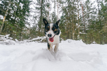 Dog playing in snow on frosty clear day