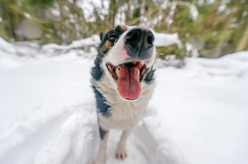 Dog playing in snow on frosty clear day