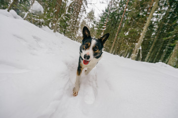 Dog playing in snow on frosty clear day