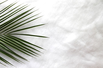 Fototapeta premium palm leaf on white background