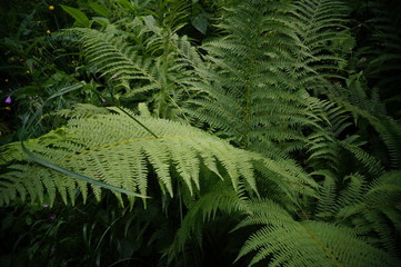 fern in the forest